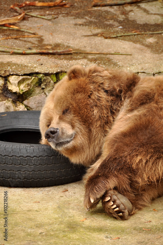 Bear sleeping on the wheel