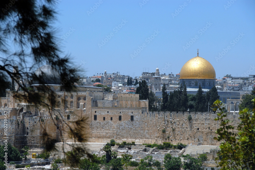 Fototapeta premium 黄金のモスクと松 Old City of Jerusalem and its Walls