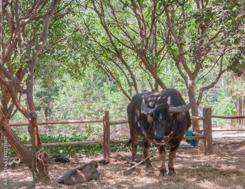 buffalo