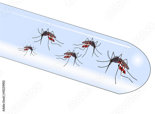 Virus transmis par le moustique