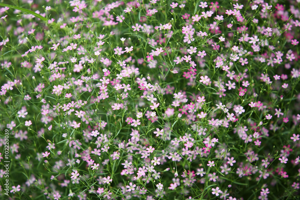 colorful gypsophila flower,shallow dof. colorful gypsophila flower,shallow dof.