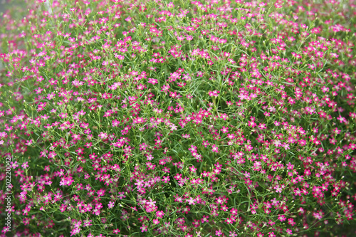 gypsophila flower.