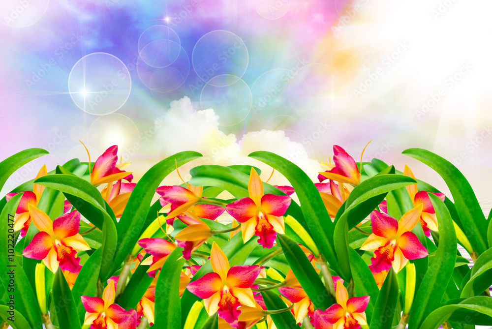 Obraz premium Orchid flower close up