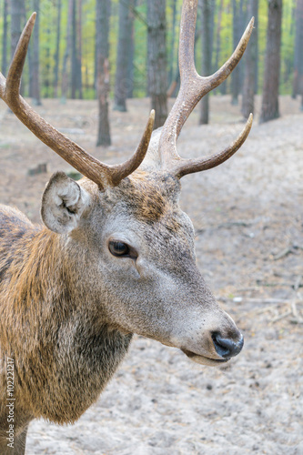 Head of a large deer with horns, who walks in a woods