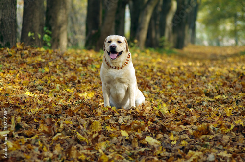 Friendly labrador retriever during dogs training sitting and looking . Autumn time and park scene