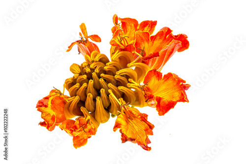 Spathodea (African Tulip) in blossom on white background photo