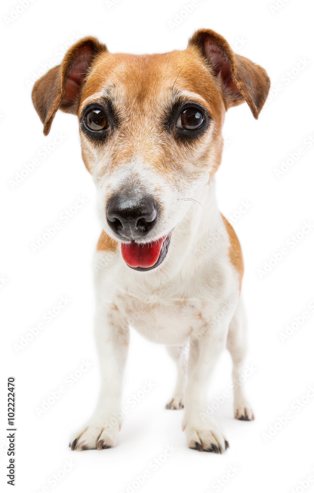 Dog Jack Russell terrier in a full-length peeks curiously at the camera. Shooting from the bottom point. White background
