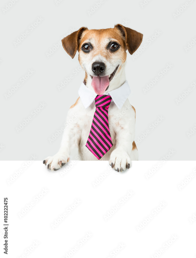 Office manager white collar employee. Dog Jack Russell terrier and white space for your text.   Grey monochrome background and white copyspace