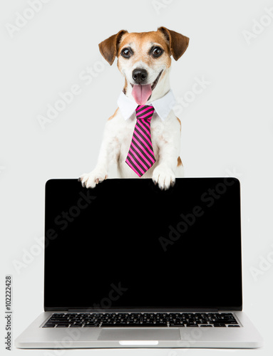 Dog white collar with pc. Empty black screen for your information © Iryna&Maya