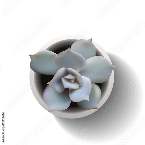 echeveria succulent vector