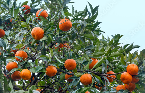 Mandarin tree with orange fruits.