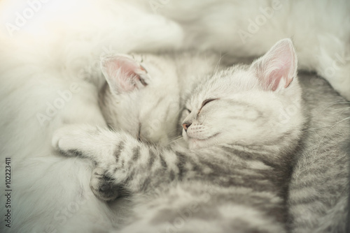 Cute tabby kittens sleeping
