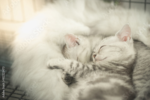 Cute tabby kittens sleeping