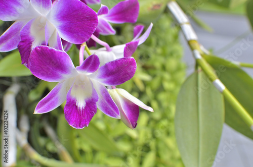 Select focus for purple dendrobium orchid in nature day light.