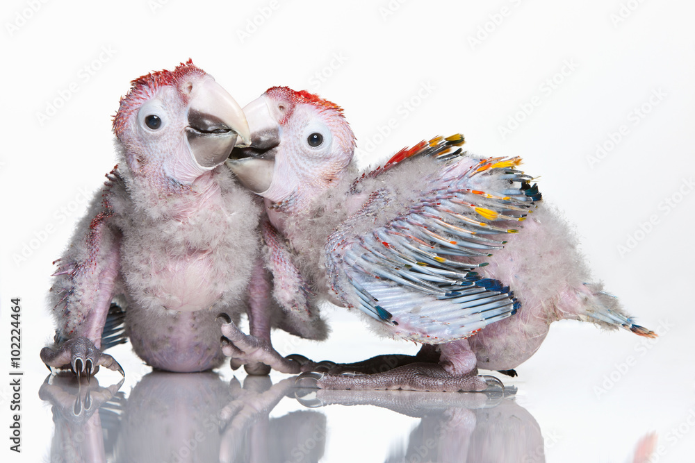 Naklejka premium 2 kleine Arababys spielen, Ara-Küken