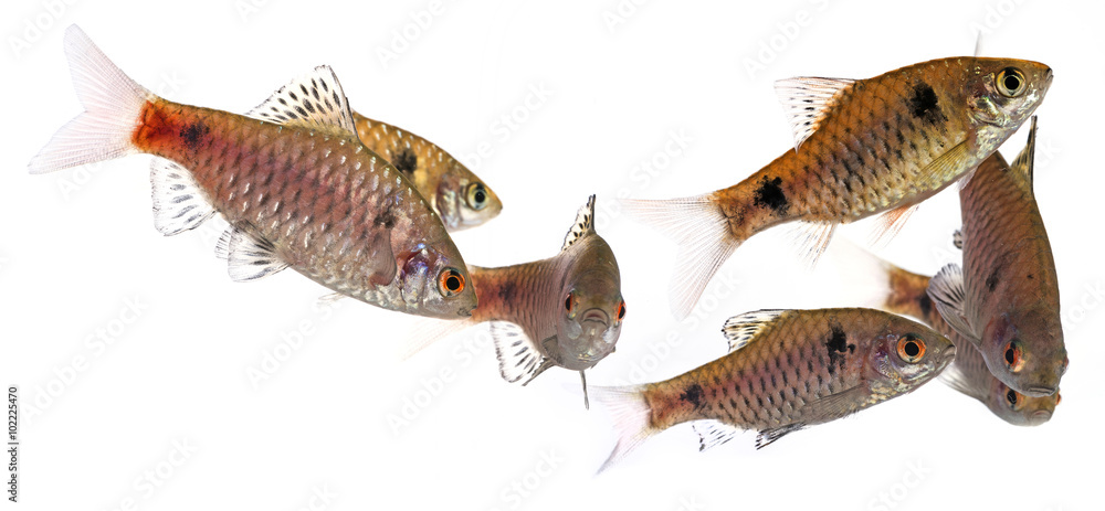 aquarium fish Puntius padamya