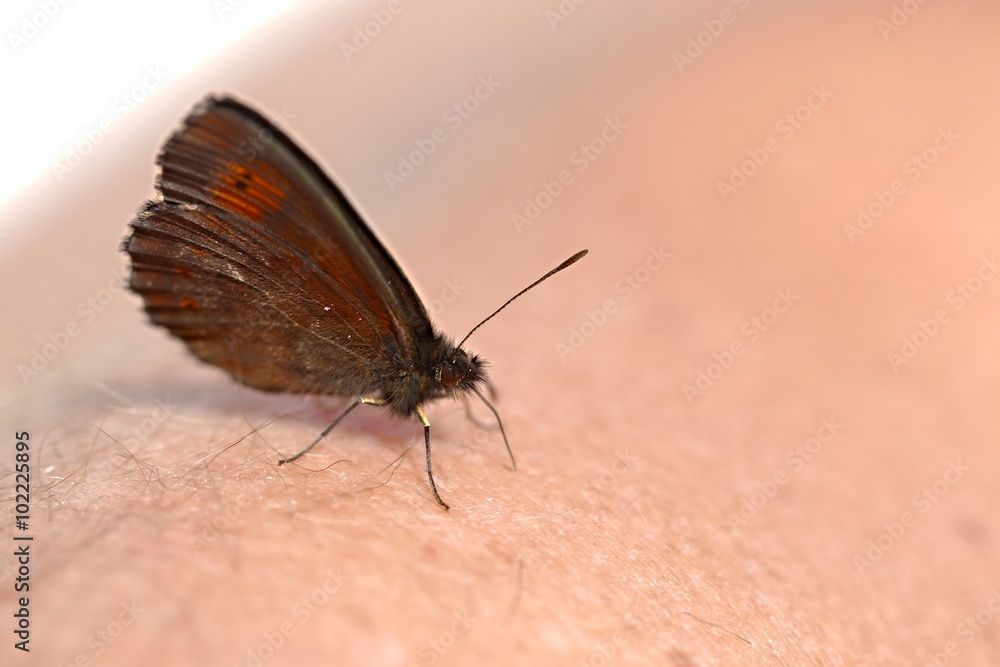 Obraz premium Butterfly on skin