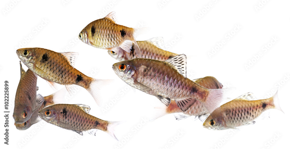 aquarium fish Puntius padamya aquarium fish Puntius padamya