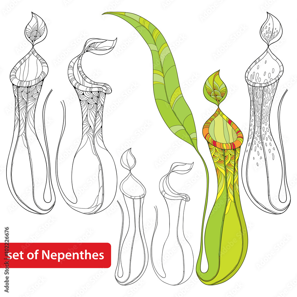 Set of Nepenthes or monkey-cup isolated on white background ...
