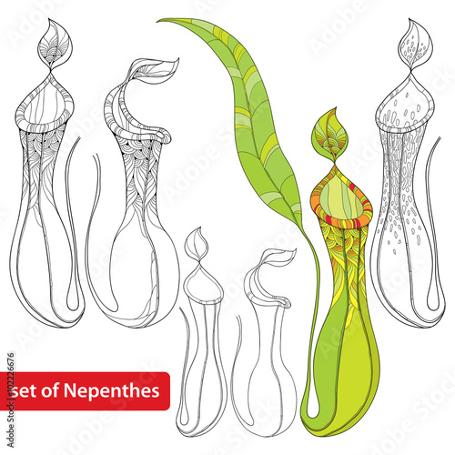 Set of Nepenthes or monkey-cup isolated on white background. Illustrated series of carnivorous plants. Tropical pitcher plant in contour style.