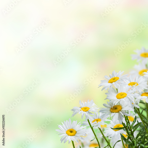 Floral background © firewings