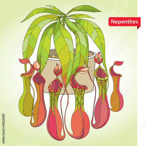 Nepenthes or monkey-cup in the round flowerpot on the light green background. Illustrated series of carnivorous plants. Tropical pitcher plant in contour style.