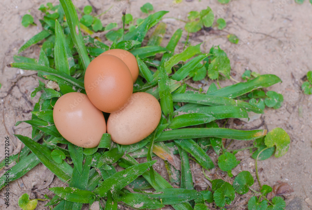 Fresh eggs on ground in garden. Fresh eggs on ground in garden.