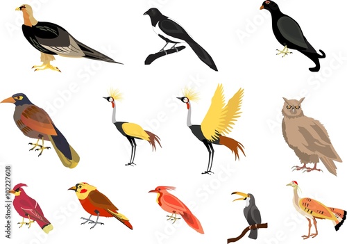 Vector birds set. Isolated on white illustration.