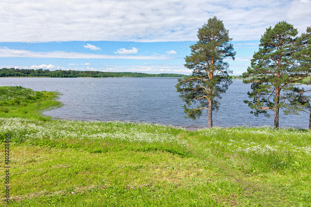 Lake shore with pines and blossoming white glague flowers. Ferapontovo, Vologodsky region, Russia.
