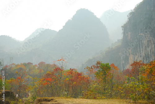 Sapium sebiferum trees scenery in autumn photo