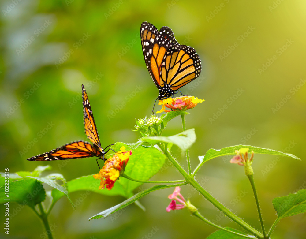 Fototapeta premium Two tiger butterfly on the flowers