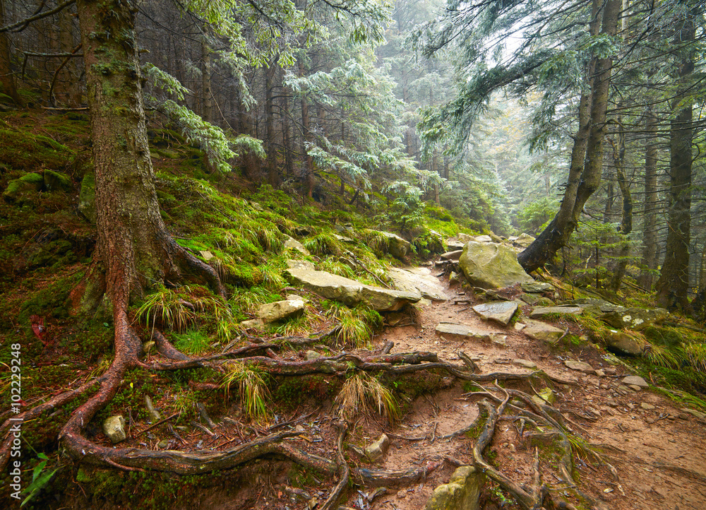 Naklejka premium Mysterious forest