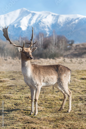 deer dama male in nature  european wildlife animal or mammal in wild