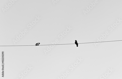 Birds on a wire against blue sky with clouds © ktianngoen0128