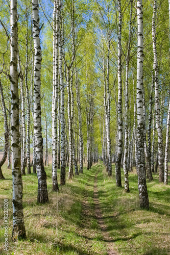 Birch-tree alley at spring forest