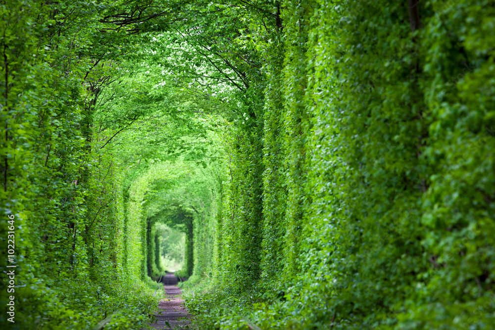 Fototapeta Fantastyczny prawdziwy tunel miłości, zielone drzewa i kolej