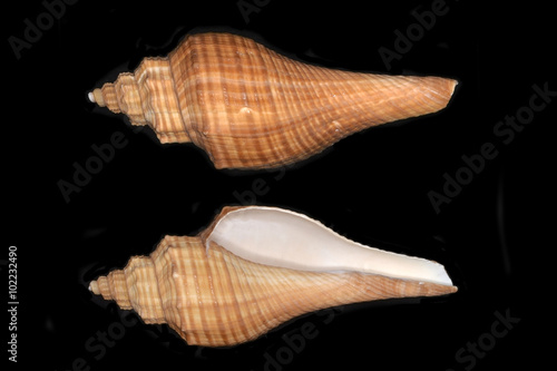 Hemifusus, a genus of marine gastropod mollusks in the family Melongenidae photo