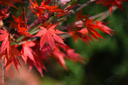 Beautiful red japanese maple leaves