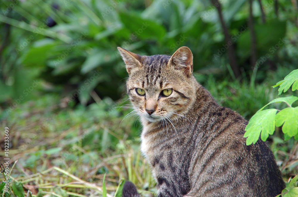 とら猫 / Tiger pattern cat.