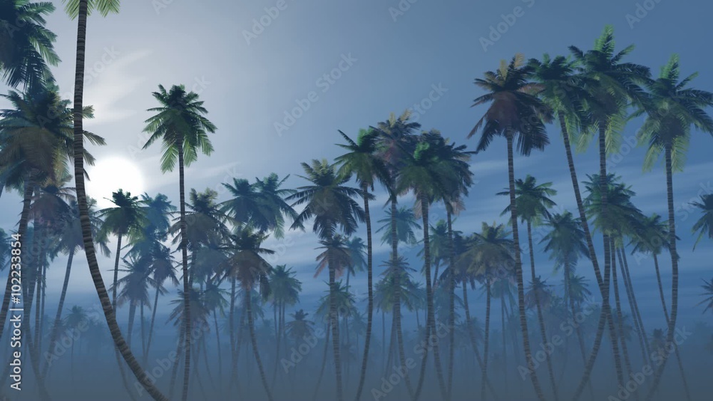 Mysterious foggy palm forest in a full moon night Mysterious foggy palm forest in a full moon night