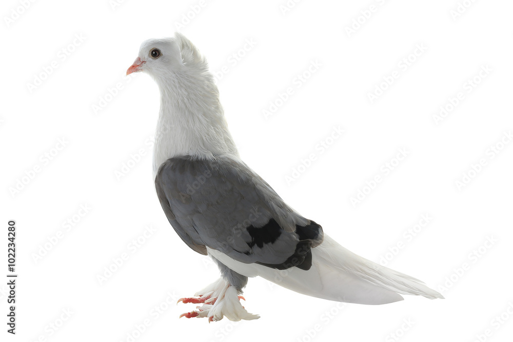 Obraz premium white pigeon