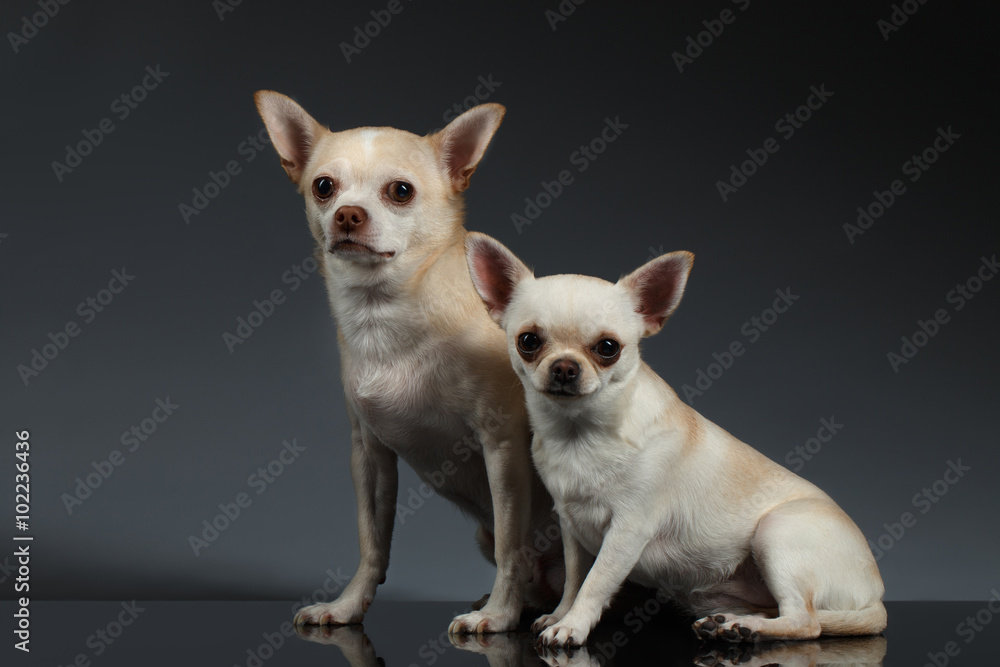 Portrait Two Chihuahua dogs Sitting on Blue background