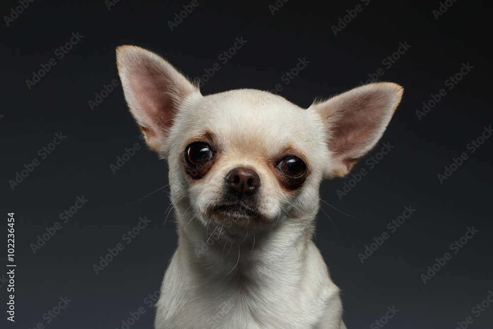 Closeup Portrait Chihuahua dog on Blue background