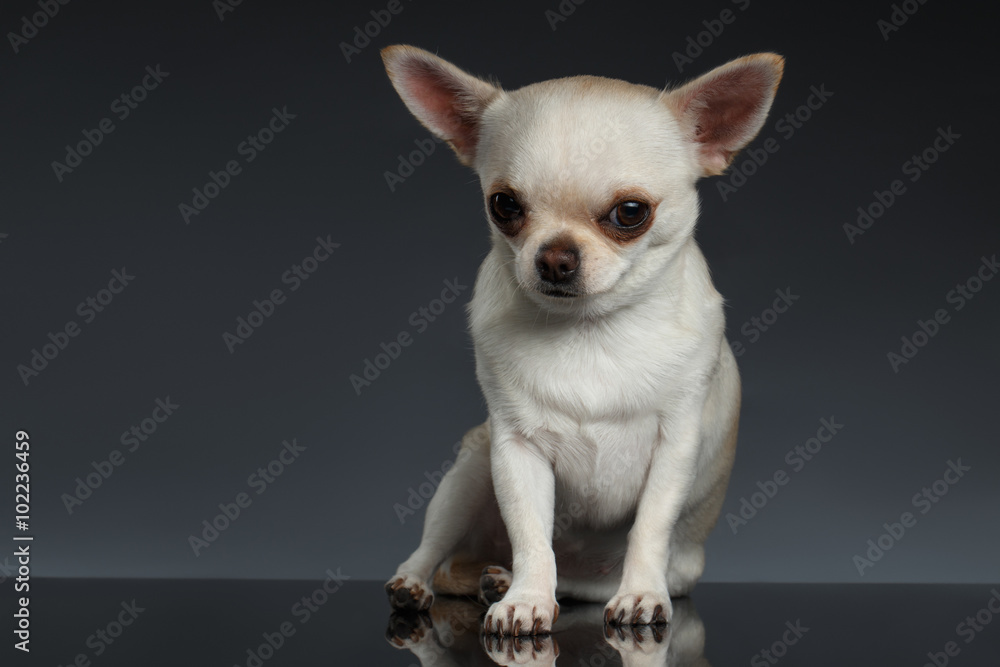 Portrait little Chihuahua dog Sitting on Blue backgroun