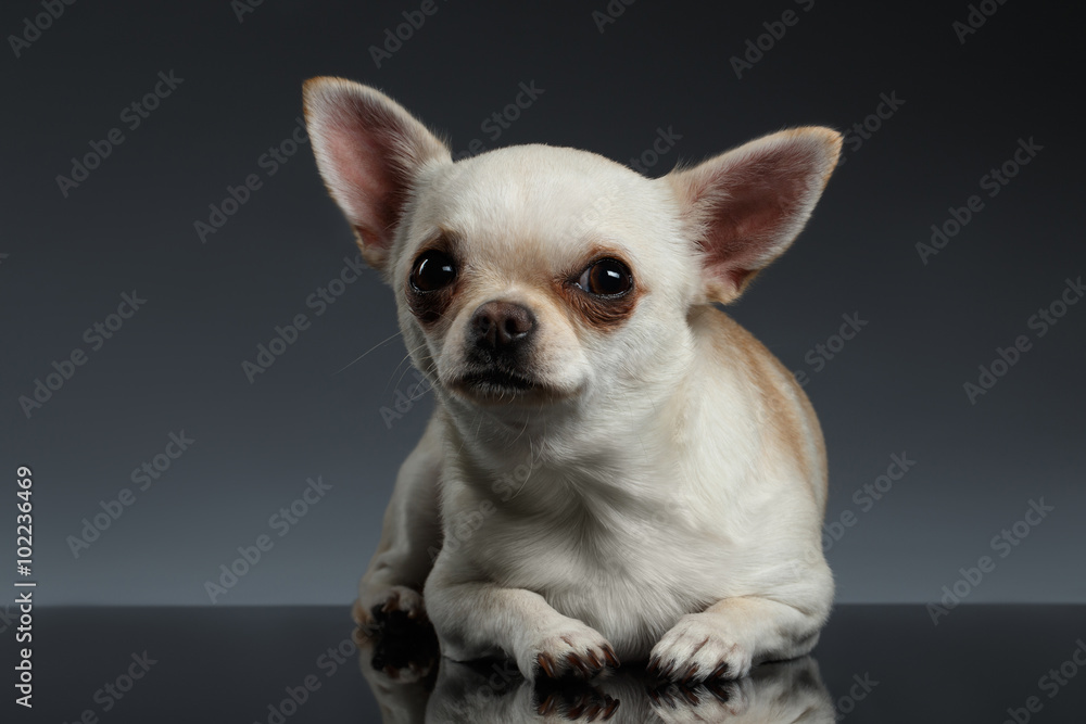 Closeup Portrait Chihuahua dog Lying on Blue background
