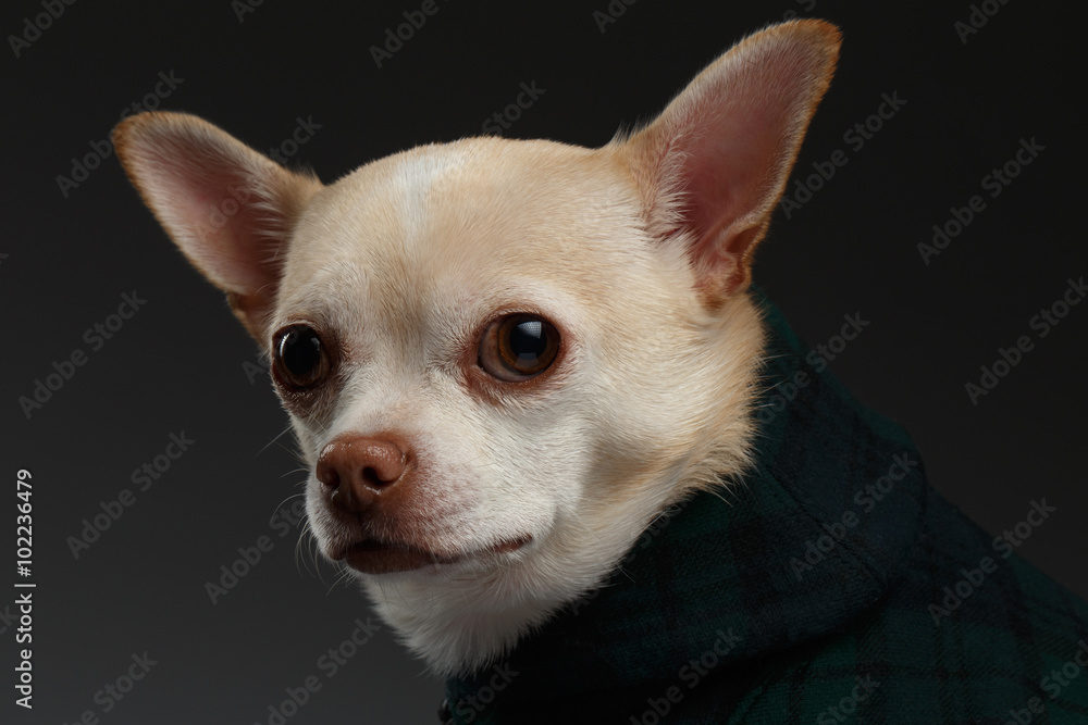 Closeup Portrait Chihuahua dog in stylish clothes. Blue background