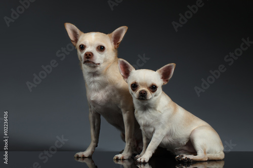 Portrait Two Chihuahua dogs Sitting on Blue background © seregraff