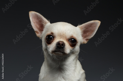 Fototapeta Naklejka Na Ścianę i Meble -  Closeup Portrait Chihuahua dog on Blue background