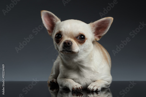 Closeup Portrait Chihuahua dog Lying on Blue background © seregraff