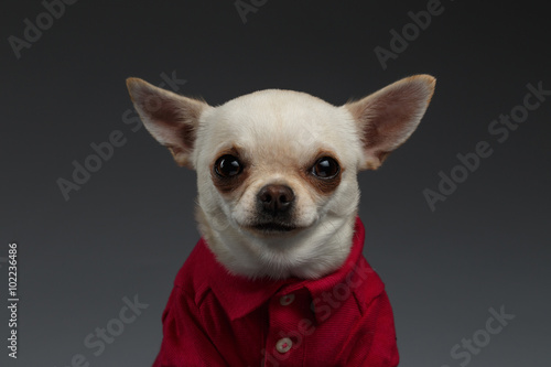 Closeup Portrait Chihuahua dog in stylish clothes. Blue background